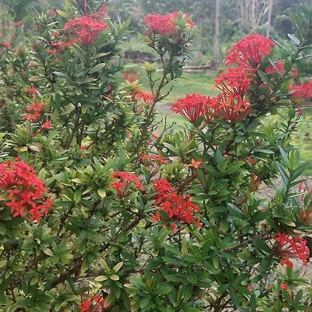 Andnindot Garden Resort Anda  Dış mekan fotoğraf